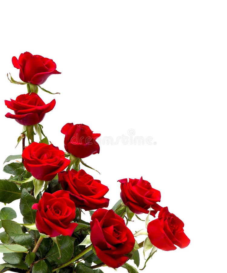 Ramo Rosas Rojas Sobre Fondo Blanco Con Espacio Para Texto Foto de archivo  - Imagen de regalo, copia: 219722038