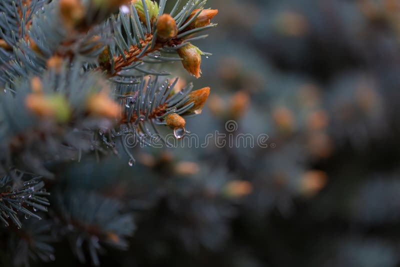 Ramo verde novo do abeto vermelho no tempo de mola no jardim Fundo bonito borrado natureza raindrops Profundidade de campo rasa imagens de stock royalty free Ramo verde novo do abeto vermelho no tempo de mola no jardim Fundo bonito borrado natureza raindrops Profundidade de campo rasa imagens de stock royalty free