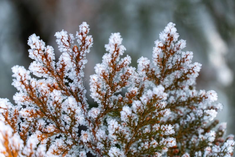 Ramos congelados em árvores de folha perene fotografia de stock