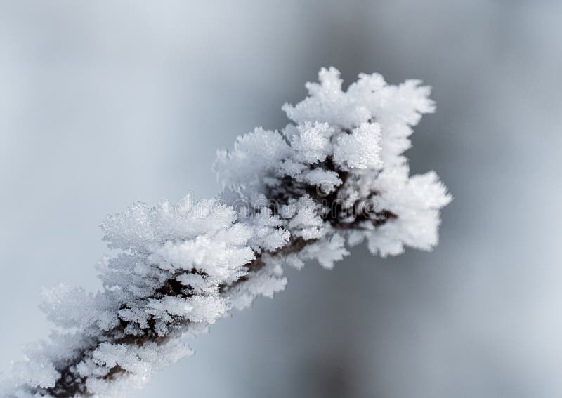 Ramos congelados em árvores perenes fotos de stock royalty free