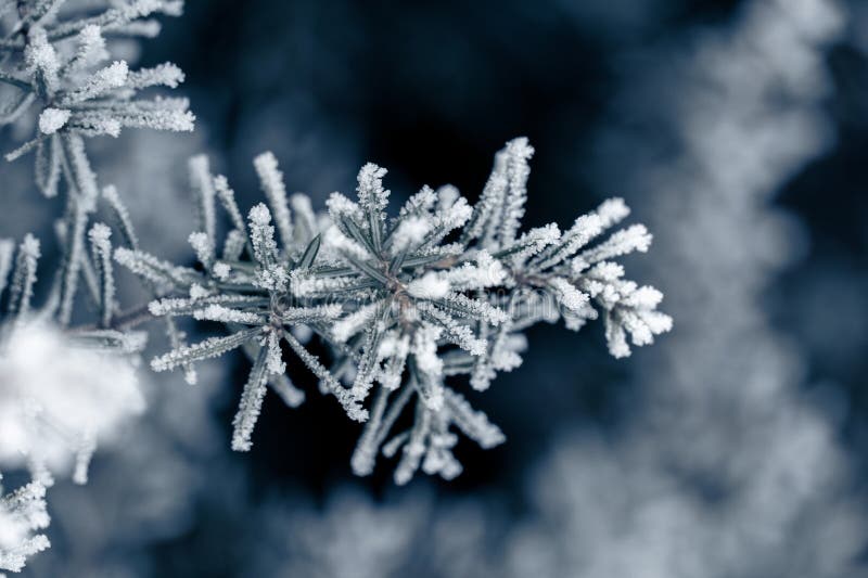 Ramos congelados em árvores perenes fotos de stock royalty free