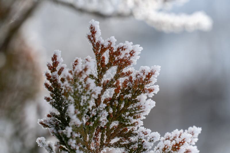Ramos congelados em árvores perenes fotografia de stock