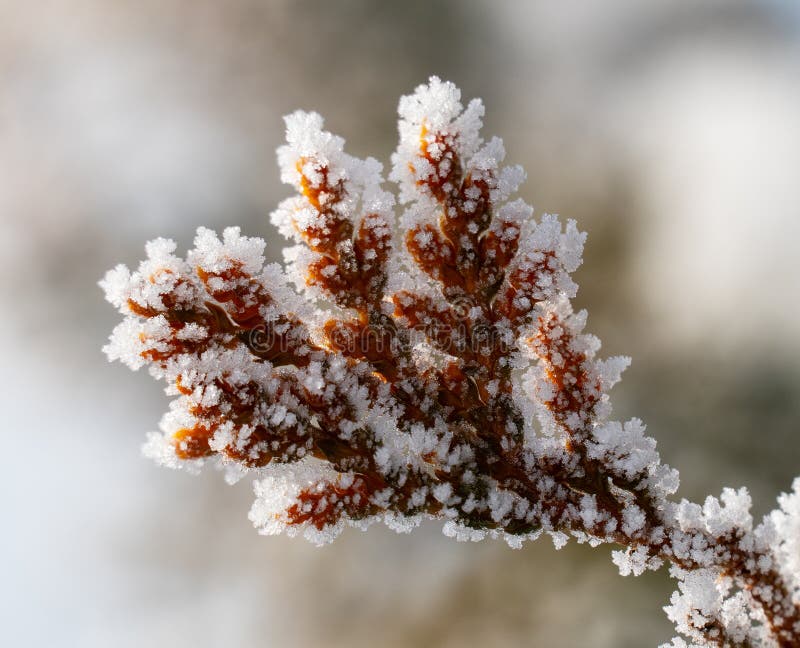 Ramos congelados em árvores perenes fotos de stock royalty free