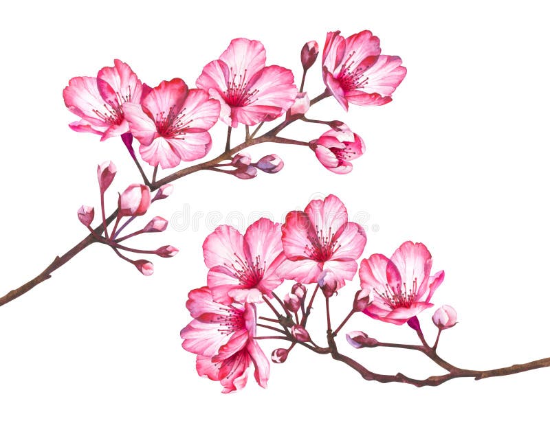 Ramos da flor de cerejeira isolados no fundo branco Ilustração da aquarela de flores de sakura ilustração royalty free Ramos da flor de cerejeira isolados no fundo branco Ilustração da aquarela de flores de sakura ilustração royalty free