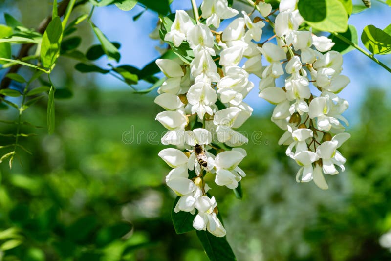 Ramos de florescência com as flores brancas dos locustídeo pretos do pseudoacacia do Robinia, acácia falsa na mola fotos de stock Ramos de florescência com as flores brancas dos locustídeo pretos do pseudoacacia do Robinia, acácia falsa na mola fotos de stock