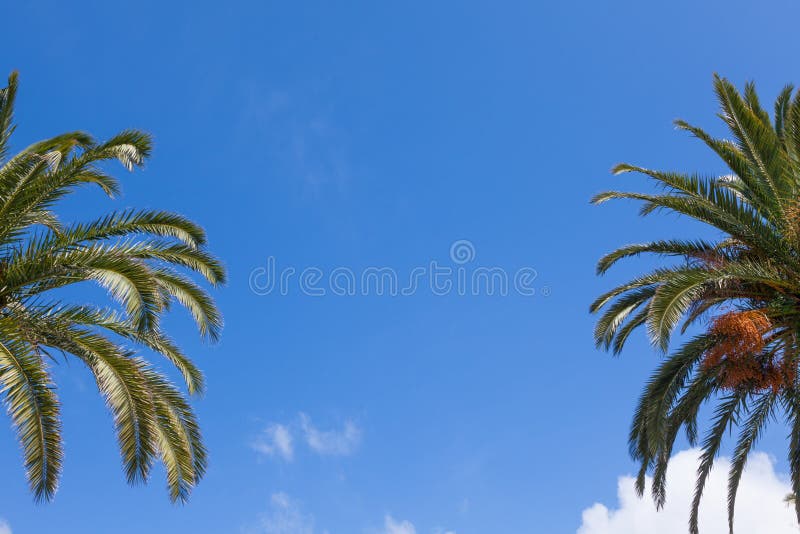 Palm tree branches over a beautiful clear blue sky. Palm tree branches over a beautiful clear blue sky