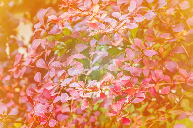 Ramos de um arbusto com folhas coloridas: vermelho, amarelo, roxo, verde imagem de stock Ramos de um arbusto com folhas coloridas: vermelho, amarelo, roxo, verde imagem de stock