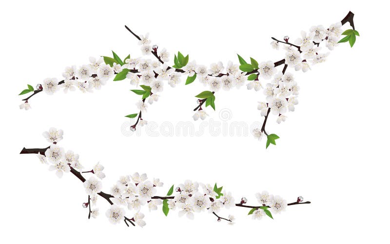Ramos de árvore de florescência da mola com flores brancas ilustração stock Ramos de árvore de florescência da mola com flores brancas ilustração stock