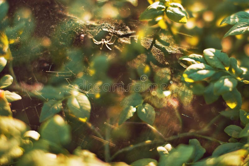 Ramos de árvore verdes no dia ensolarado do verão com luminoso, aranha e spiderweb nenhum foco, fundo imagens de stock Ramos de árvore verdes no dia ensolarado do verão com luminoso, aranha e spiderweb nenhum foco, fundo imagens de stock