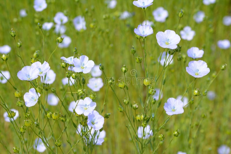 Ramos derechos de flores del lino y de bolas de la semilla en un campo fotografía de archivo Ramos derechos de flores del lino y de bolas de la semilla en un campo fotografía de archivo