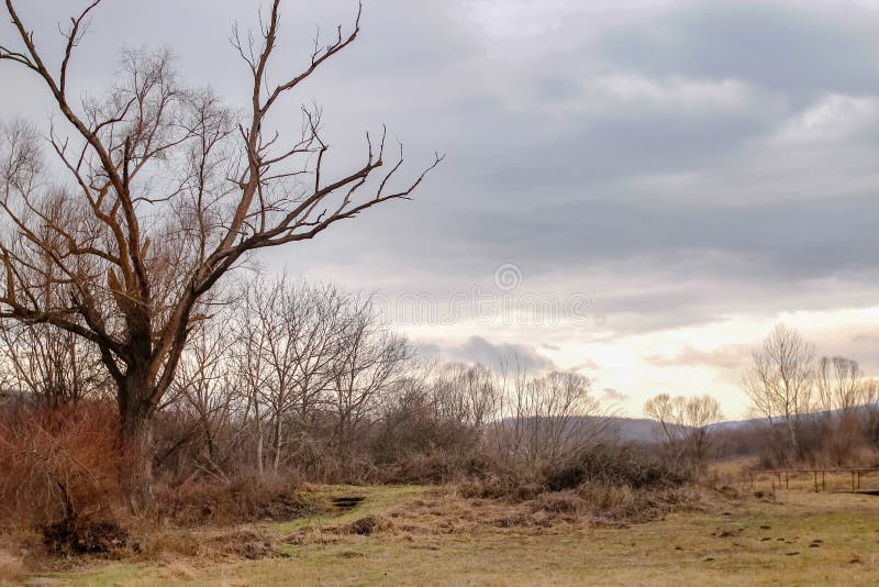 Ramos secos das árvores sem folhas fotografia de stock royalty free