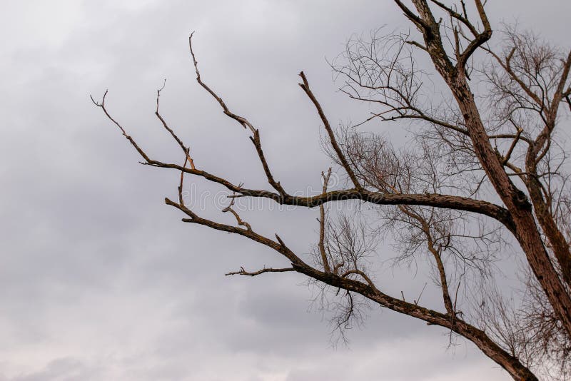 Ramos secos das árvores sem folhas foto de stock royalty free