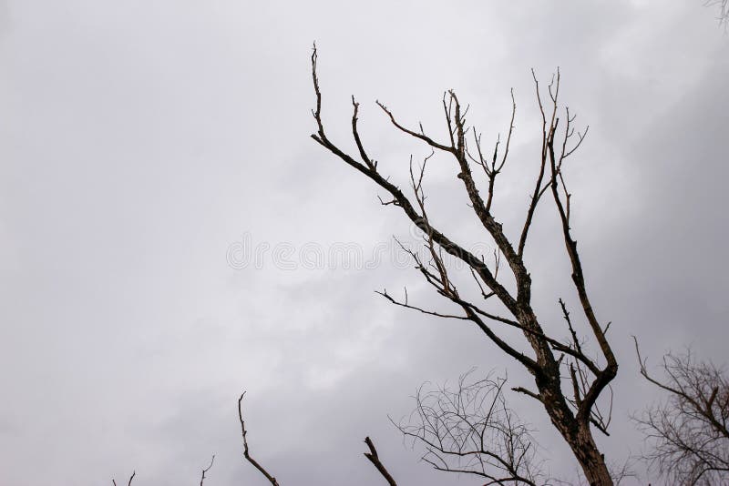 Ramos secos das árvores sem folhas fotos de stock royalty free