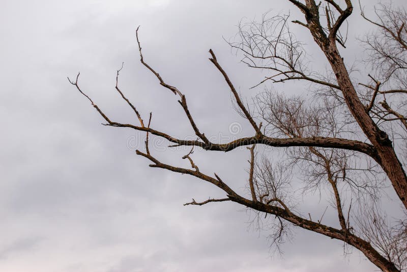Ramos secos das árvores sem folhas imagem de stock