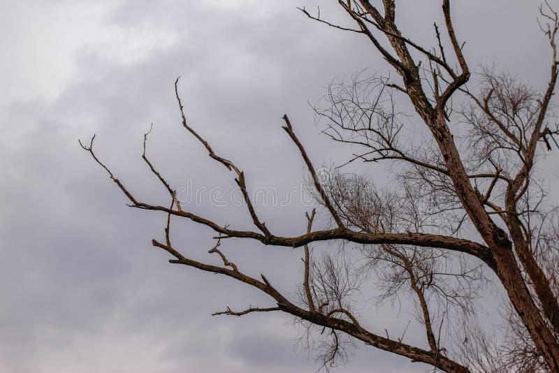 Ramos secos das árvores sem folhas fotografia de stock