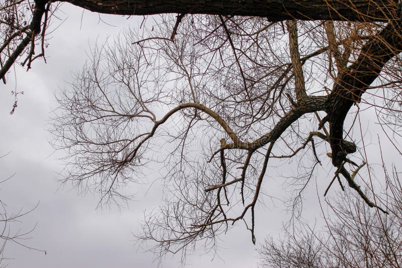 Ramos secos das árvores sem folhas fotos de stock
