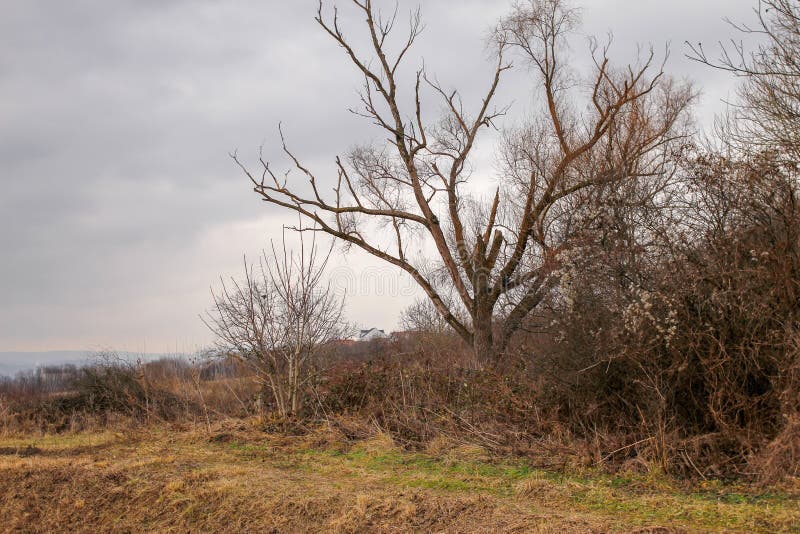 Ramos secos das árvores sem folhas imagens de stock