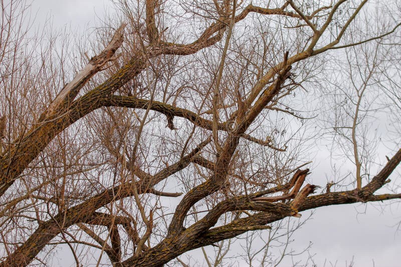 Ramos secos das árvores sem folhas foto de stock royalty free