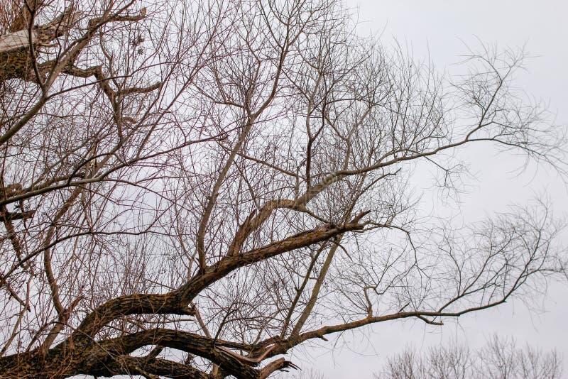 Ramos secos das árvores sem folhas fotografia de stock