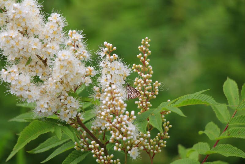 Ramoscelli con i fiori e le foglie verdi lanuginosi bianchi/ fotografie stock libere da diritti Ramoscelli con i fiori e le foglie verdi lanuginosi bianchi/ fotografie stock libere da diritti