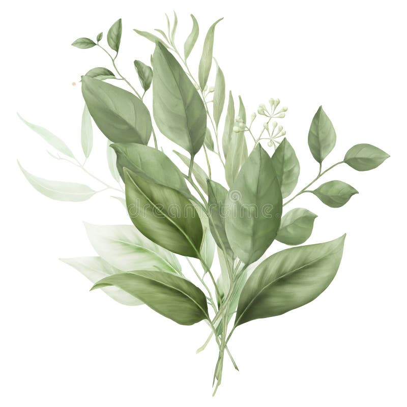 Ramoscelli verdi con foglie graziose in un bouquet. disegno digitale a colori. salicole e frutti di eucalipto immagine stock libera da diritti