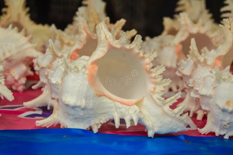 Ramose murex shells for sale on the beach market. Chicoreus ramosus, common name the ramose murex or branched murex, is a species of predatory sea snail, a marine gastropod mollusk.