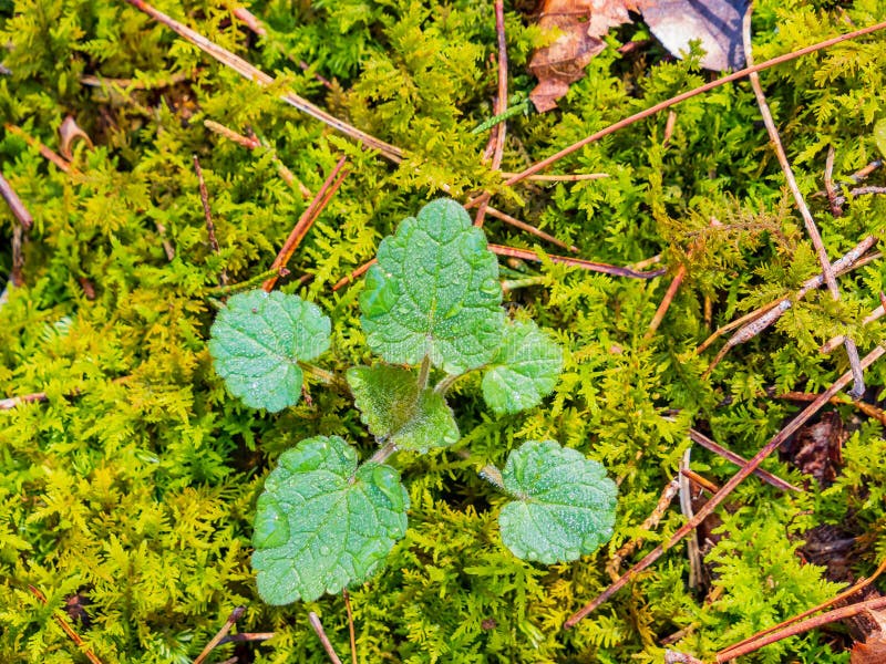 Close up shot of Common Nettle in Beavers Bend State Park at Oklahoma. Close up shot of Common Nettle in Beavers Bend State Park at Oklahoma