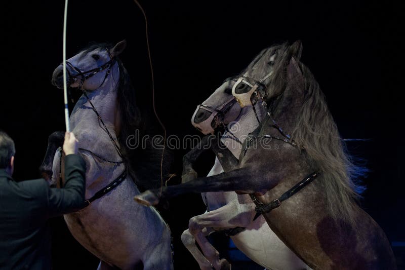 3,455 Rampant Stock Photos Free & RoyaltyFree Stock Photos from