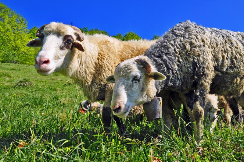 A rams on a summer pasture