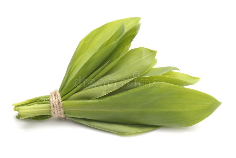 Ramsons sidor, sidor för lös vitlök som isoleras på vit bakgrund arkivbild