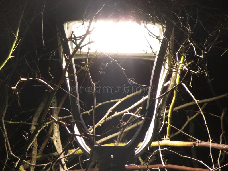 Ramuri de arbori în lămpi nocturne. fotografie urbană și urbană stock image