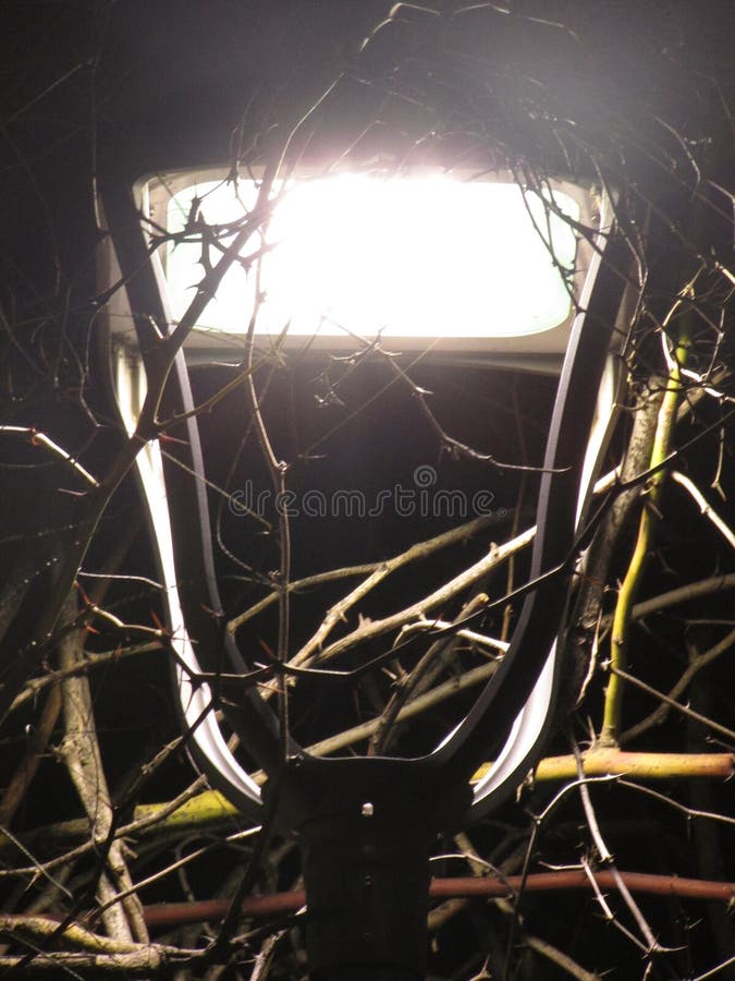 Ramuri de arbori în lămpi nocturne. fotografie urbană și urbană stock photography