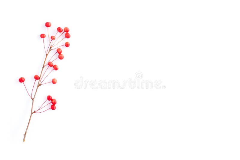 Ramură cu fructe de pădure roșii. o ramură izolată cu mere mici. spațiu de copiere pentru vizualizare simplă în partea de sus. royalty free stock photography