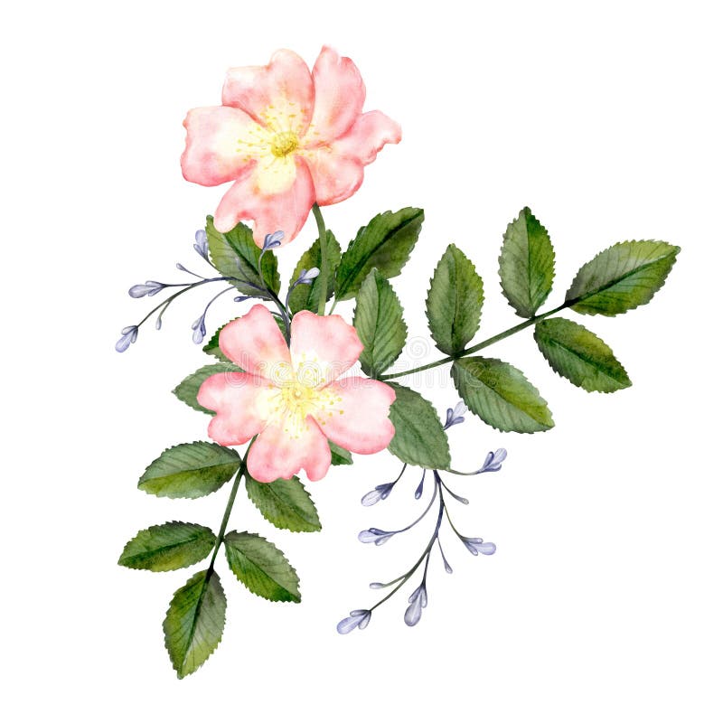 Ramură de trandafir sălbatic cu flori roz delicate stock illustration
