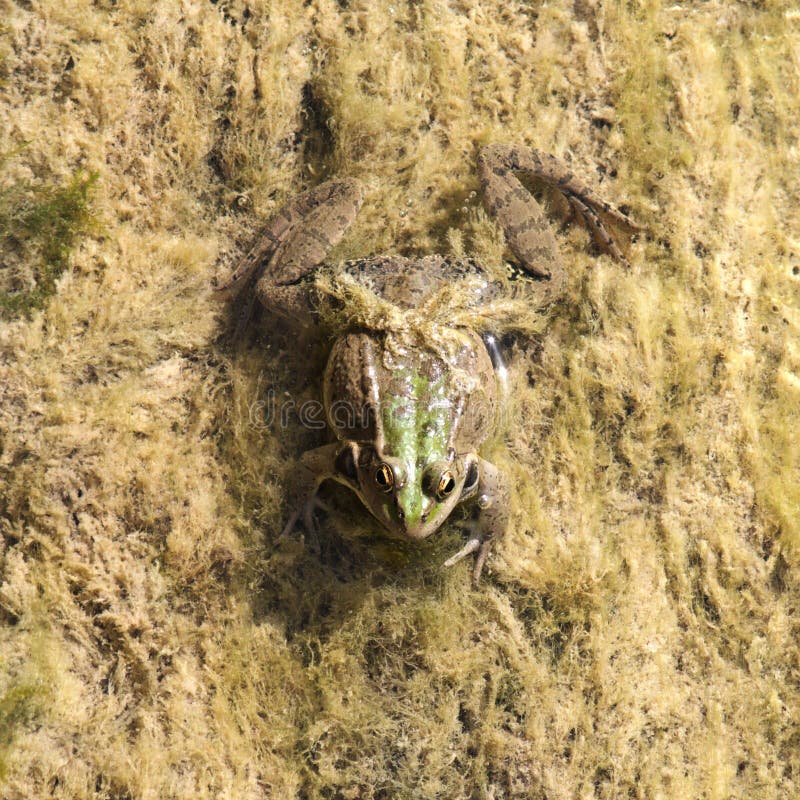 Green frog in marsh. Spring's song. Green frog in marsh. Spring's song.