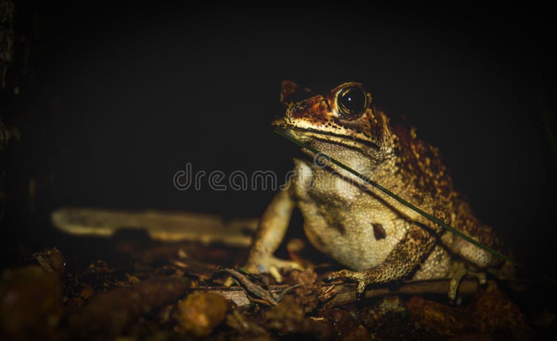 Frog amphibian night flash photography. Frog amphibian night flash photography