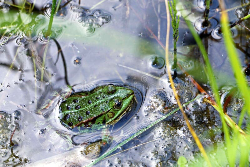 Green frog in a water. Green frog in a water.