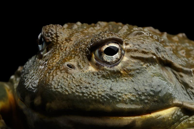 Rana africana del adspersus de Pyxicephalus de la rana mugidora aislada en fondo negro fotografía de archivo libre de regalías Rana africana del adspersus de Pyxicephalus de la rana mugidora aislada en fondo negro fotografía de archivo libre de regalías