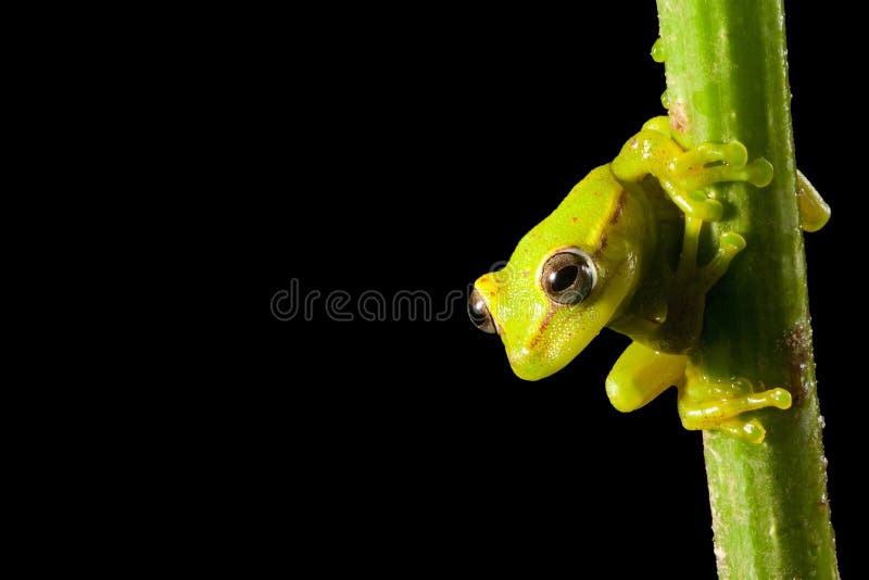 Rana arbórea en la noche en selva tropical del Brasil el Amazonas fotografía de archivo libre de regalías Rana arbórea en la noche en selva tropical del Brasil el Amazonas fotografía de archivo libre de regalías