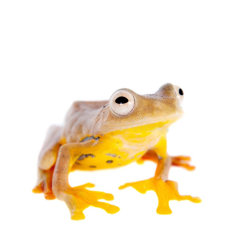 rana arbórea que vuela Dos-punteada, rhodopus de Rhacophorus, en blanco imagen de archivo libre de regalías rana arbórea que vuela Dos-punteada, rhodopus de Rhacophorus, en blanco imagen de archivo libre de regalías