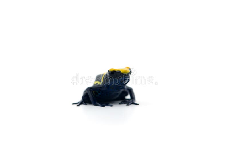 rana Azul-amarilla del dardo del veneno aislada en el fondo blanco fotografía de archivo rana Azul-amarilla del dardo del veneno aislada en el fondo blanco fotografía de archivo