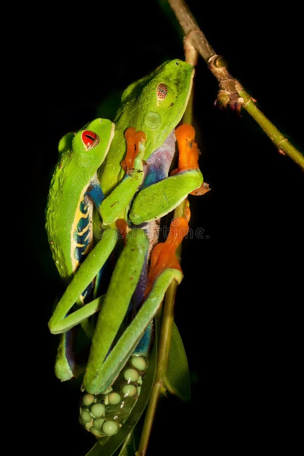 Rana de árbol Red-eyed imagen de archivo libre de regalías Rana de árbol Red-eyed imagen de archivo libre de regalías