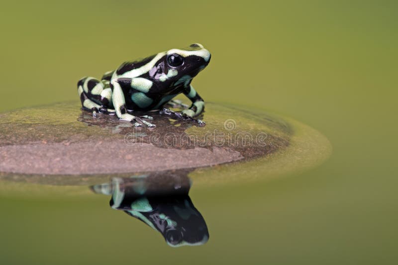 Rana del dardo del veleno (Dendrobates Auratus) fotografia stock libera da diritti Rana del dardo del veleno (Dendrobates Auratus) fotografia stock libera da diritti