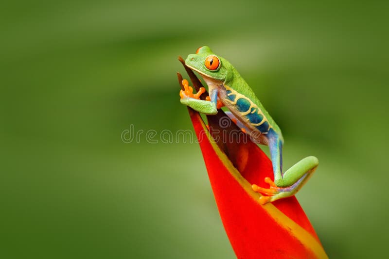 Rana di albero con gli occhi rossi, callidryas di Agalychnis, animale con il grande occhi rossi, nell'habitat della natura, Costa fotografia stock