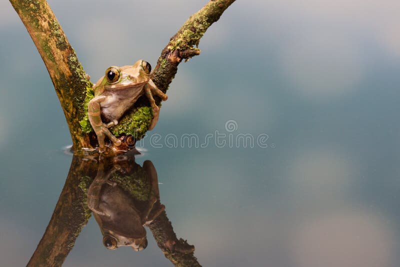Rana di albero del pavone fotografia stock libera da diritti Rana di albero del pavone fotografia stock libera da diritti