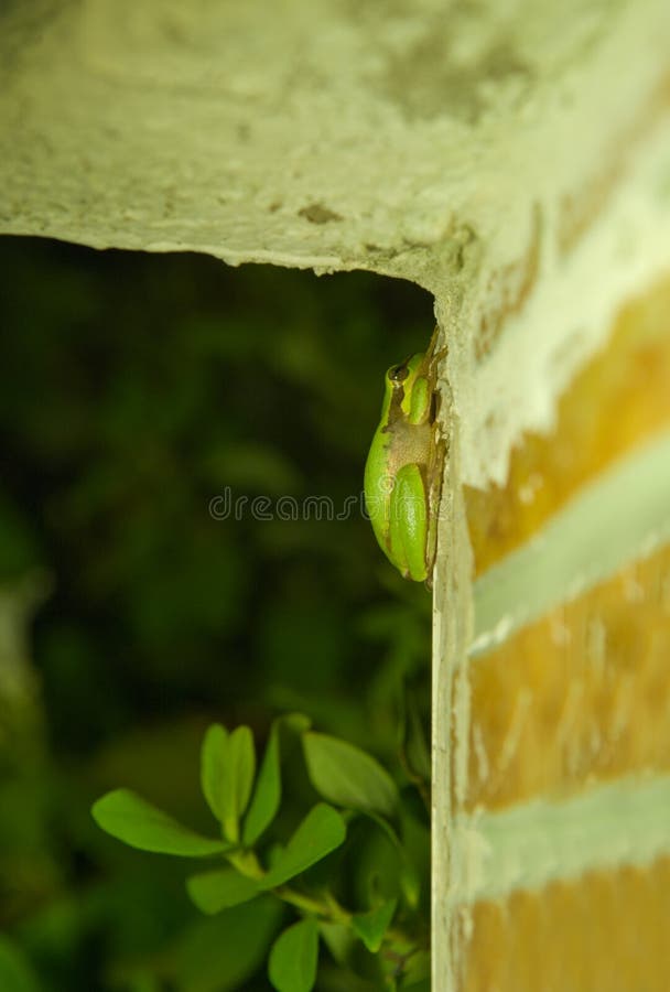 Hyla arborea or tree frog, a cute little green frog climbing a house wall at night. Hyla arborea or tree frog, a cute little green frog climbing a house wall at night