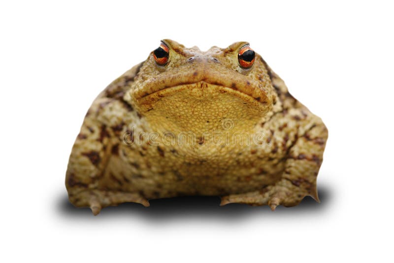 Rana di Bufo sopra bianco fotografia stock libera da diritti Rana di Bufo sopra bianco fotografia stock libera da diritti