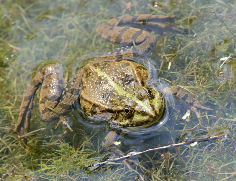 Croaking frog with swollen vocal sacs. Croaking frog with swollen vocal sacs