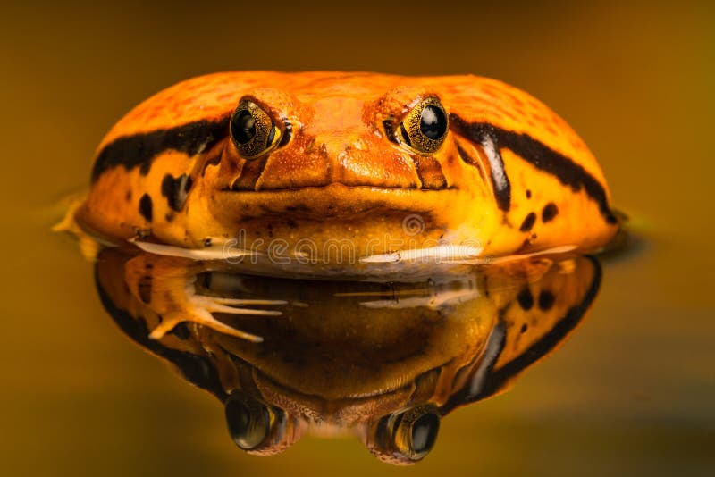 Rana Dyscophus del pomodoro con la riflessione nell'acqua immagine stock libera da diritti Rana Dyscophus del pomodoro con la riflessione nell'acqua immagine stock libera da diritti