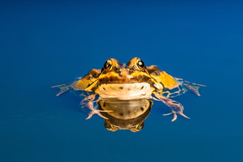 Rana europea comune & x28; Pelophylax chilolitro esculentus& x29; , riflessione nell'acqua fotografie stock Rana europea comune & x28; Pelophylax chilolitro esculentus& x29; , riflessione nell'acqua fotografie stock